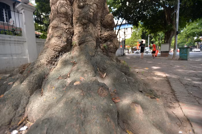 Gốc cây to sần sùi có đường kính khoảng hơn 2m.