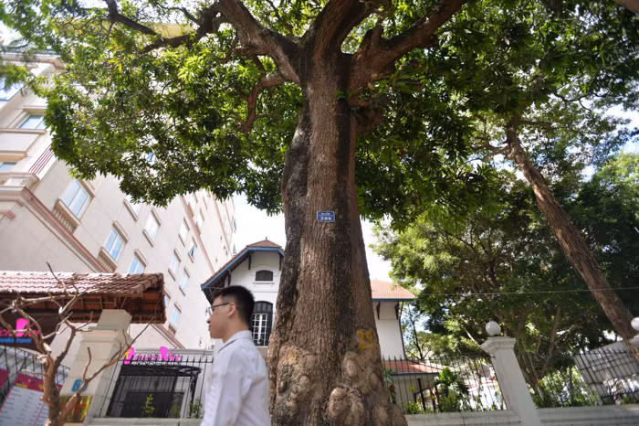 Đây là giống xoài hôi, còn có tên gọi là cây muỗm, hay cây quéo có danh pháp khoa học là Mangifera foetida Lour., là một loài thực vật thuộc họ Đào lộn hột (Anacardiaceae). Loài này có tại Indonesia, Malaysia, Myanma, Singapore, Thái Lan, và Việt Nam.