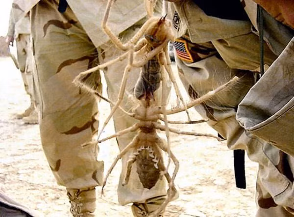 Nếu có dịp vi vu đến những sa mạc ở Iraq, Mexico, hay các hoang mạc ở Trung Đông, rất có thể bạn sẽ có ''cơ hội'' con vật kỳ dị này. Đây là nhện lạc đà khổng lồ, rất thích ẩn náu trong túi ngủ hoặc vật dụng của con người khiến nhiều người kinh hoảng.
