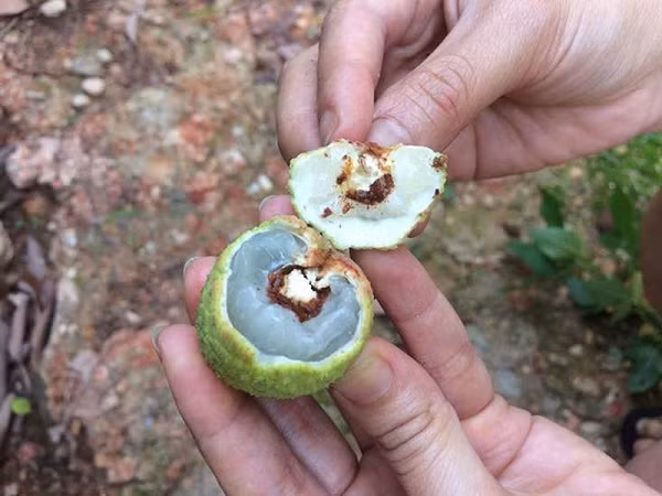 Những vật thể lạ khác thường xuất hiện bên trong hoa quả có lẽ phổ biến nhất là các loài sâu bọ, côn trùng. Hiện tượng này xảy ra khi sâu trưởng thành đẻ trứng vào cuống ở đầu quả vải, sau đó sâu non khi nở đục vào cuống quả gây hại.