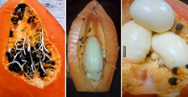 Đây chỉ là sự phát triển bất thường của phôi mầm đu đủ, hay có thể hiểu là tình trạng ''đột biến gen'' ở trái cây, không ảnh hưởng đến giá trị dinh dưỡng của quả cũng như không sinh ra các độc tố như nhiều người vẫn nghĩ.