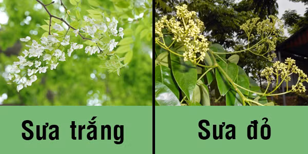 Người ta còn phân biệt sưa trắng và sưa đỏ qua hoa và quả cây. Hoa sưa trắng mọc thành chùm, cánh lớn, màu trắng còn hoa sưa đỏ cũng mọc thành chùm nhưng cánh nhỏ và có màu vàng nhạt, trong khi quả sưa đỏ đốt lên thường có mùi hôi hơn.