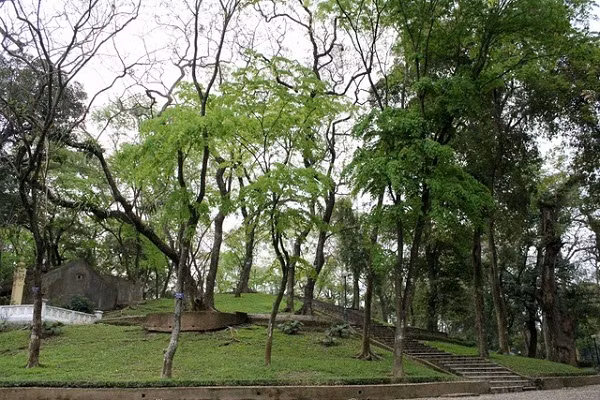 Lâu nay, sưa đỏ được người dân ví như báu vật, ''quý hơn vàng'' bởi mức giá đắt đỏ mà chúng mang lại. Mỗi cây sưa 20 năm tuổi trở lên có giá hàng chục tỷ đồng thậm chí đối với những cây cổ thụ có thể được trả giá cả trăm tỷ.