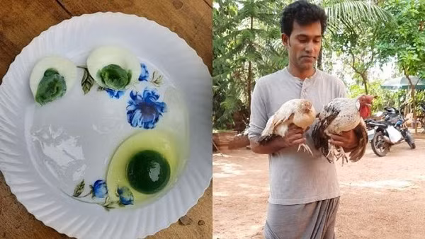 Tuy nhiên, trang Odditycentral đưa tin, Ak Shihabudheen - một nông dân đến từ Malappuram, bang Kerala, Ấn Độ đã xác nhận chính đàn gà trong trang trại của mình đẻ ra những quả trứng màu xanh kỳ dị ấy.