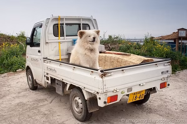 Nhờ những hình ảnh được chủ nhân và người dân địa phương, khách du lịch chia sẻ trên blog, Wasao bắt đầu trở nên nổi tiếng. Chú chó xuất hiện thường xuyên trên sóng truyền hình Nhật cũng như trang bìa tạp chí, sách ảnh.
