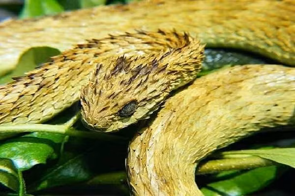 Không ít người phải "khiếp vía" khi tình cờ gặp rắn vảy gai không chỉ bởi vẻ ngoài đáng sợ mà nọc độc của chúng cũng khá nguy hiểm. Nọc của chúng làm máu không đông, rất độc nhưng may mắn là loài rắn này cực hiếm và sống xa người.