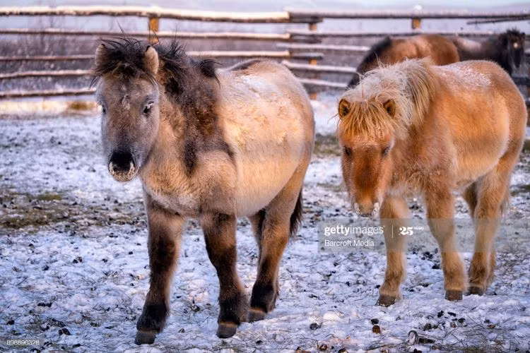 Mùa đông ở Yakutia, vùng viễn đông của Nga, khá khắc nghiệt, trung bình là âm 50 độ C nhưng ở những khu vực như Verkhoyansk và Oymyakon, nhiệt độ có thể xuống dưới âm 70 độ C. Ngay cả những chiếc xe động cơ đáng tin cậy cũng khó có thể khởi động trong điều kiện thời tiết lạnh giá này.