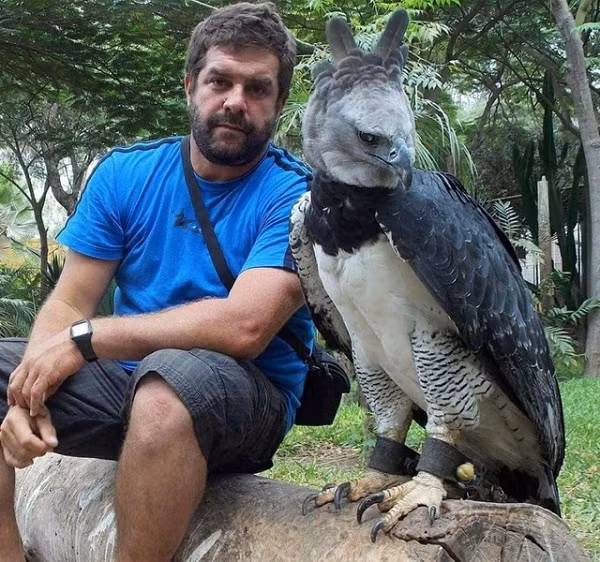 Thế nhưng Harpy cũng rất thân thiện với con người.