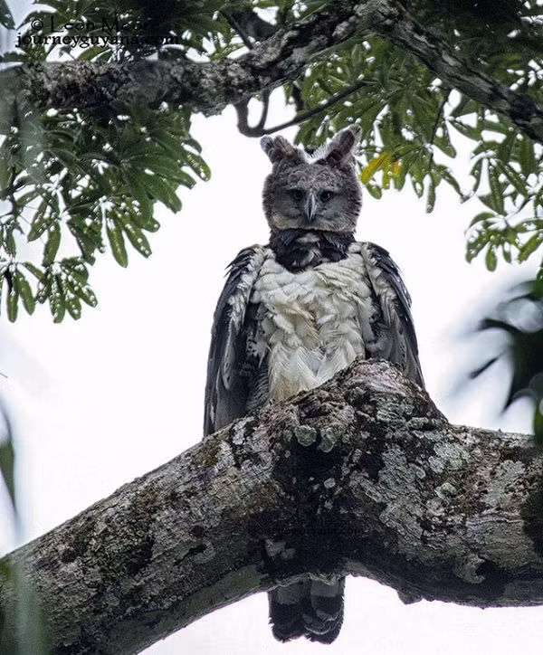 Thông thường, đại bàng Harpy sẽ không chủ động tấn công con người dù nhìn thấy nó không ít người phải "nổi da gà" vì sợ hãi.