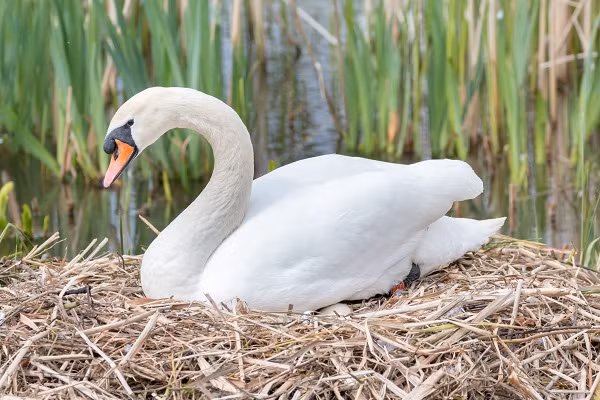 Theo quỹ bảo vệ động vật Swan Lifeline, nếu thiên nga mất đi bạn đời của mình, chúng có thể chết do cơn đau tim, thiên nga cũng cảm nhận được nỗi đau giống như con người. 