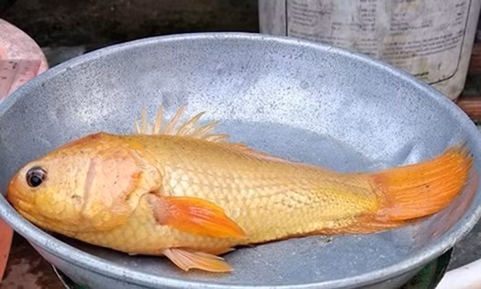 Thay vì có màu xám xanh tự nhiên như các loại cá đồng khác thì con cá này lại sở hữu một màu vàng óng từ đầu đến đuôi, có những chấm nhỏ màu đen ở phần sống lưng. Con cá có chiều dài 17cm, chiều ngang 6cm, cân nặng trên 120gram. Chủ nhân bắt được con cá rô nói trên là gia đình bà Lê Thị Phương và ông Vương Khánh Thảo. Họ đã quyết định sẽ nuôi con cá kì diệu với hi vọng nó sẽ mang đến may mắn cho gia đình.