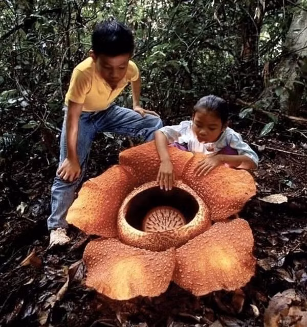 Một trong những bông hoa to nhất thế giới, nhìn thì có vẻ đẹp nhưng lại phát ra mùi hương cực kỳ khó chịu