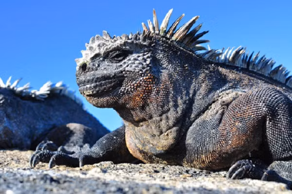 Thằn lằn biển Iguana sở hữu lớp da xù xì, đặc biệt là phần da ở đầu.