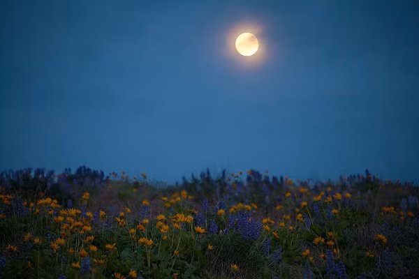 Tuy nhiên, theo NASA đợt mưa sao băng tháng 5 này có thể khó quan sát do độ sáng của siêu mặt trăng. Trong khi mưa sao băng dễ quan sát nhất khi bầu trời trong và tối.