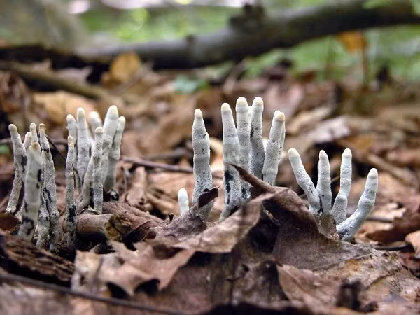 Loại nấm này có tên khoa học là Xylaria polymorpha, cao khoảng từ 3-10 cm, đường kính 2,5 cm. Nấm có thân cứng, đầu tròn và thường mọc vào mùa xuân ở các thân cây gỗ mục.
