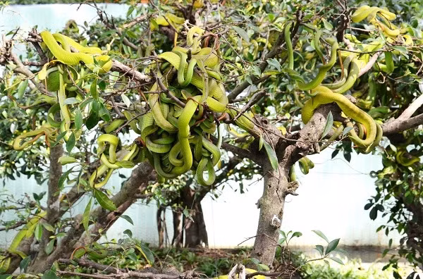 Ngoài những loài rắn cực độc đang xuất hiện tại Việt Nam, trại Đồng Tâm còn nuôi rất nhiều loài rắn khác hiền lành ''thả tự do'' trên các cây xanh như rắn ráo, lục đầu kim, bông súng...