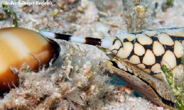 Hệ thống phát hiện tinh vi giúp ốc sên Marbled Cone tìm kiếm, sau đó ra đòn rất nhanh, dùng vòi chứa nọc độc để tóm trọn con mồi. Chất độc mạnh nhất trong dãi của ốc có tên là neurotoxin, chỉ cần vài microliter đủ để giết chết 10 người.