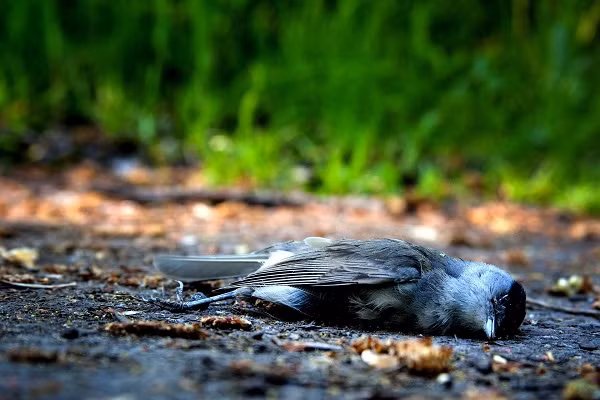 Ban đầu, người ta cho rằng đây chỉ là sự trùng hợp ngẫu nhiên. Tuy nhiên, hiện tượng này xảy ra tại Jatinga đã hơn 100 năm, dấy lên những nghi vấn, bí ẩn về vùng đất này.