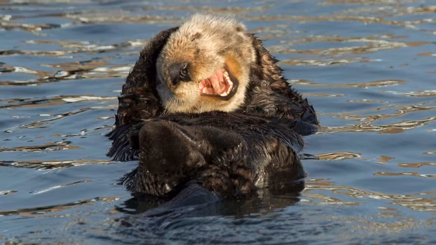 Một chú rái cá đang cười sảng khoái ở vịnh Morro, Mỹ