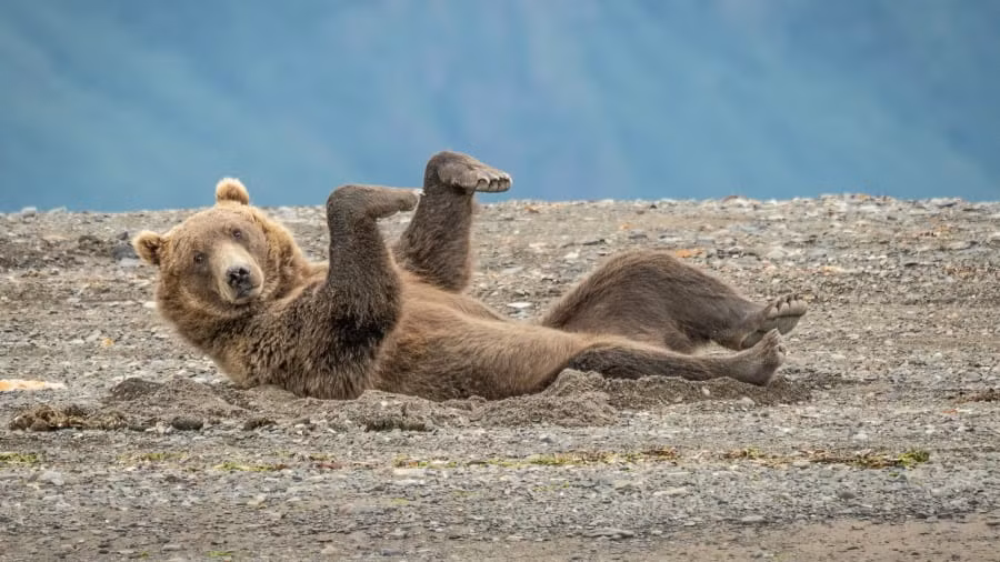 chú gấu nâu đang nhào lộn trên cát ở Alaska.