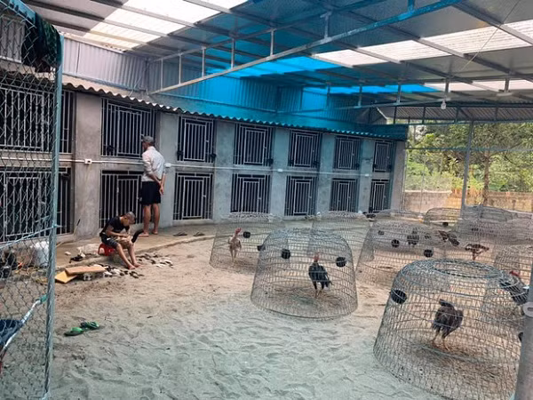 Trong khi Mao Ca sở hữu căn biệt thự sang trọng thì Mao Đệ cũng có một trang trại gà rộng lớn và đang trong quá trình xây căn biệt thự của mình.