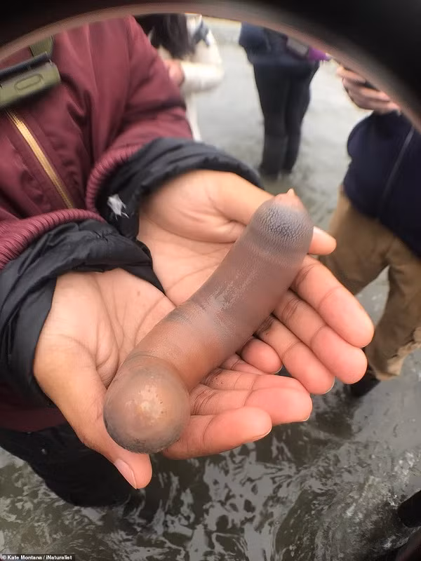 "Cá của quý" (penis fish) là một trong những loài sinh vật cổ xưa nhất, có hình dáng và bản chất giống loài giun. Thực chất, chúng còn được gọi là giun thìa biển Urechis caupo.