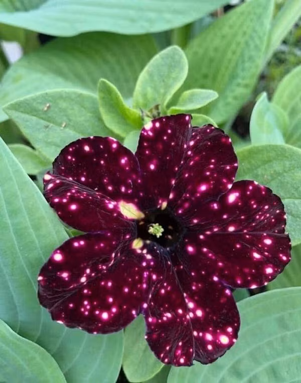 Hoa petunia (chi dã yên thảo) sở hữu màu sắc như hút trọn cả bầu trời sao kỳ ảo trên mỗi cánh hoa.