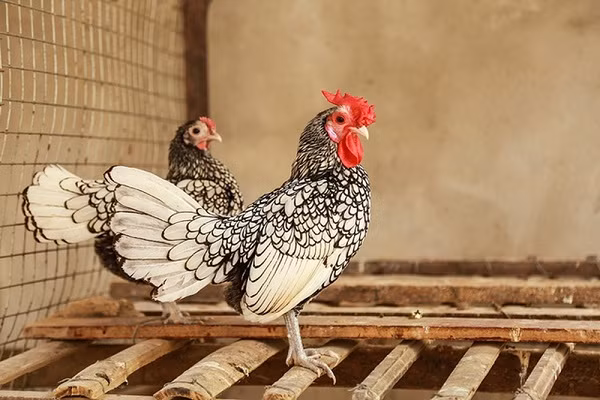 Gà vảy cá được bán với giá đắt đỏ, những con có màu lông càng đẹp thì giá trị càng cao. Trung bình gà được bán với giá 5-7 triệu đồng/con.