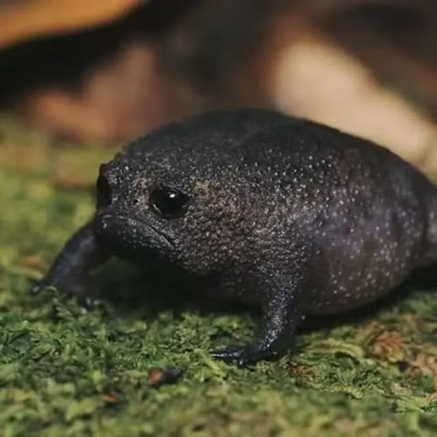 Black Rain Frog là một loài ếch trong họ Nhái bầu. Chúng có một cơ chế bảo vệ đặc biệt trong trường hợp bị tấn công: cố gắng phồng to người lên khiến cho cơ thể to hơn và dữ tợn hơn.