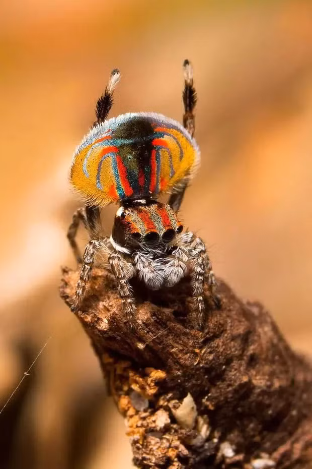 Loài nhện này có tên là Maratus Vilans, hay còn gọi là nhện chim công. Maratus Vilans có 8 chân giống các loài nhện thông thường. Chỉ có con đực của loài nhện này mới có màu sắc sặc sỡ như vậy, trong khi con cái chỉ có màu đen hoặc nâu.