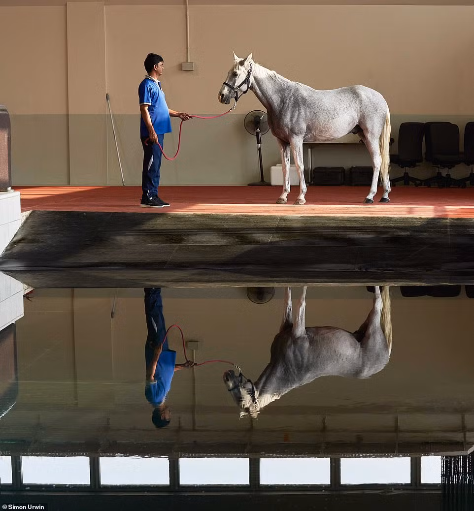 "Bạn có thể nói Al Shaqab giống như một cung điện, và chúng tôi chăm sóc những con ngựa như thể chúng là vua và hoàng hậu", Jabir Ali (trong ảnh), một phu ngựa tại Al Shaqab nói.