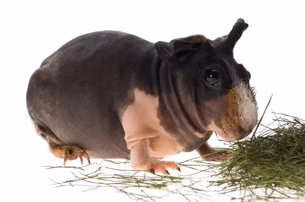 Lợn Guinea là loài gặm nhấm nhỏ thường có bộ lông mịn màng. Nhưng cũng có một giống lợn là Skinny, được tạo ra vào năm 1978, không hề có lông.