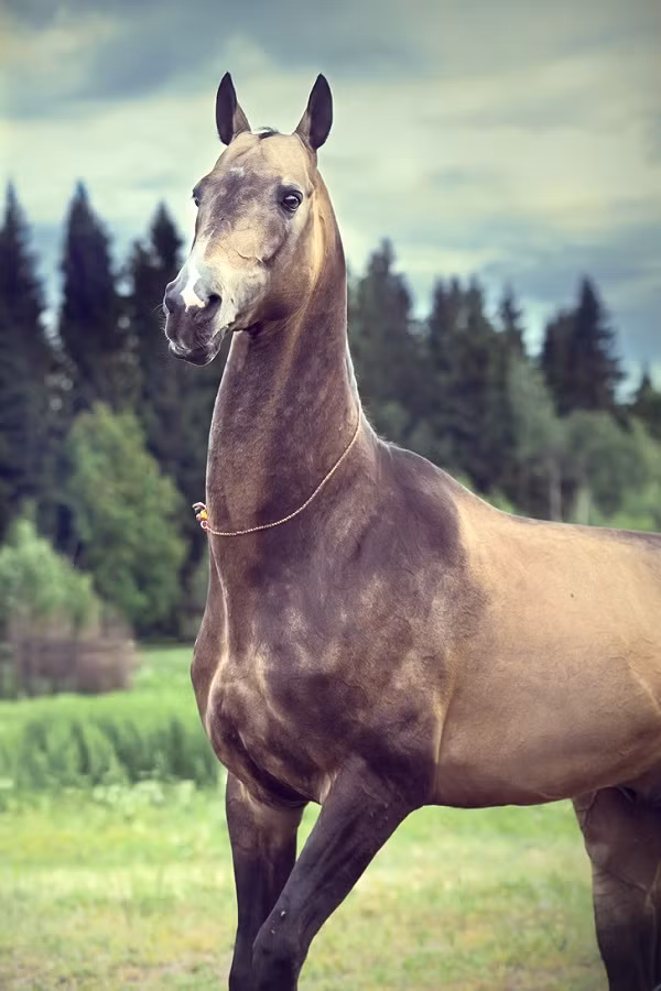 Trên thế giới có tồn tại một chú ngựa không lông có tên Akhal-Teke, đến từ Turkmenistan. Mắc hội chứng NFS từ nhỏ, biến đổi gen khiến chú ngựa này có vẻ ngoài không lông ngoạn mục.