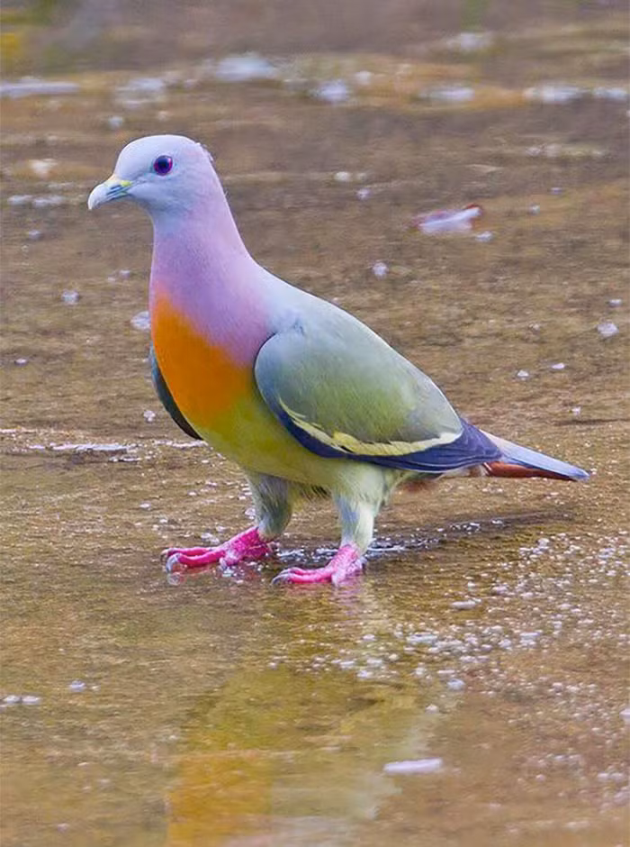 Chim bồ câu xanh cổ hồng.