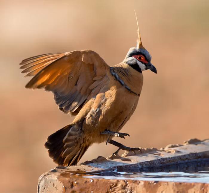 Chim bồ câu Spinifex có ngoại hình ngổ ngáo hơn những người anh em khác.