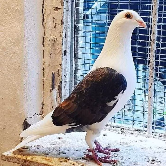 Bồ câu Kabutar với đôi mắt siêu long lanh.