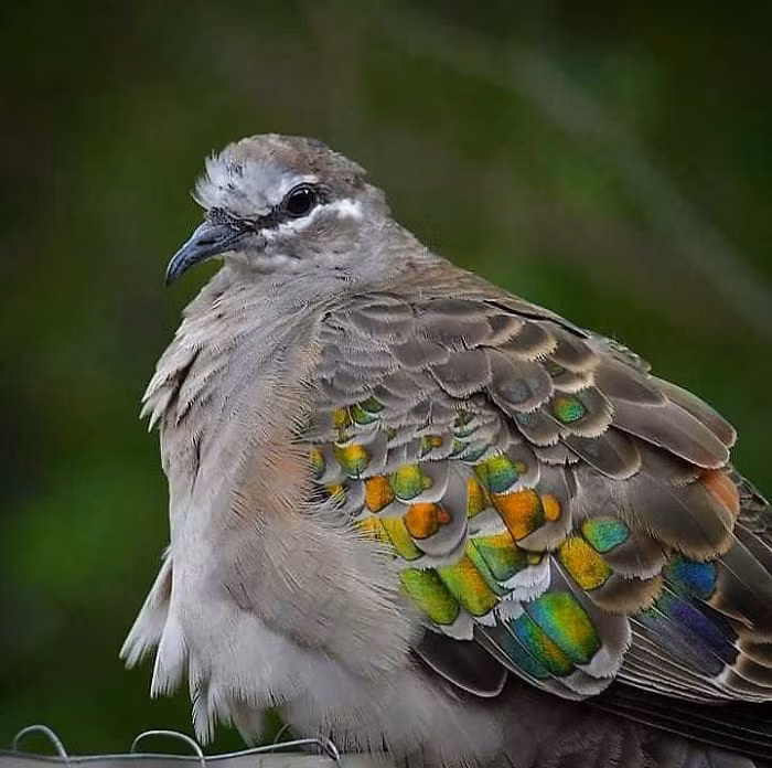 Bồ câu Bronzewing với bộ lông như được đính đá màu sắc.