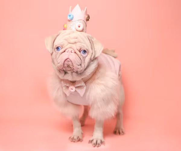 Một chú chó pug sở hữu bộ lông màu hồng đang gây xôn xao mạng xã hội, khiến nhiều người thích thú. Chú chó có tên Milkshake, 17 tháng tuổi và hiện đang sống cùng chủ tại London, Anh.