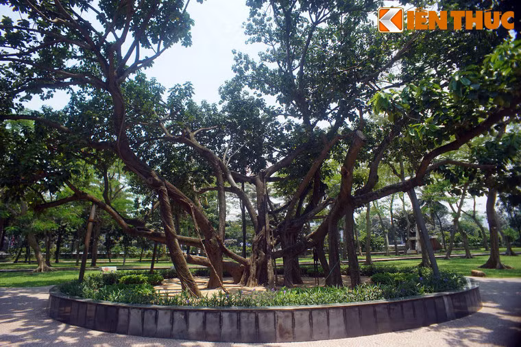 Công viên được xây bằng lao động tự nguyện của người Hà Nội, trong đó hàng ngàn học sinh sinh viên các trường đại học, công nhân viên chức đã thực hiện phong trào lao động xã hội chủ nghĩa, gánh đất, nạo vét hồ, san đất, trồng cây…