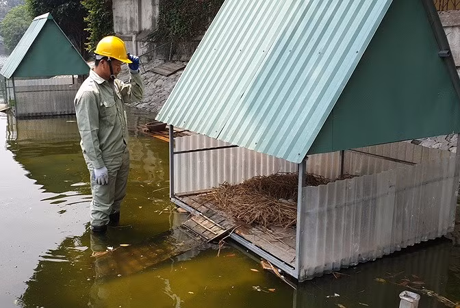 Tận mắt ngắm đàn thiên nga đẻ trứng ở hồ Thiền Quang - Hình 3 Tan mat ngam dan thien nga de trung o ho Thien Quang-Hinh-3