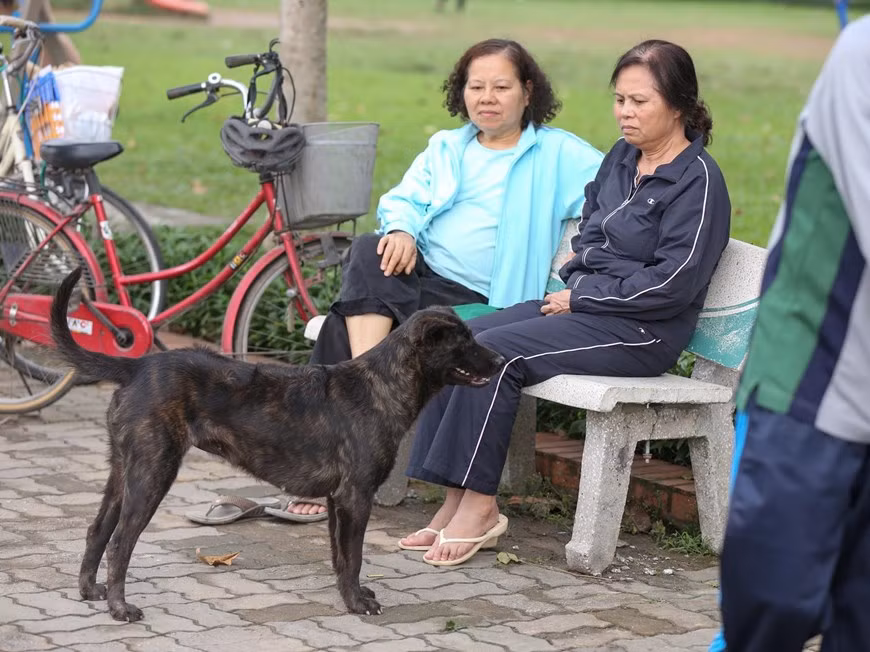 Nhiều người từng nghĩ Hà Nội sẽ vào cuộc quyết liệt nhưng 2 năm sau khi ban hành Nghị định, những con chó vẫn thoải mái thả rông mà không bị một lực lượng chức năng nào xử lý. (Ảnh: Minh Sơn/Vietnam+)