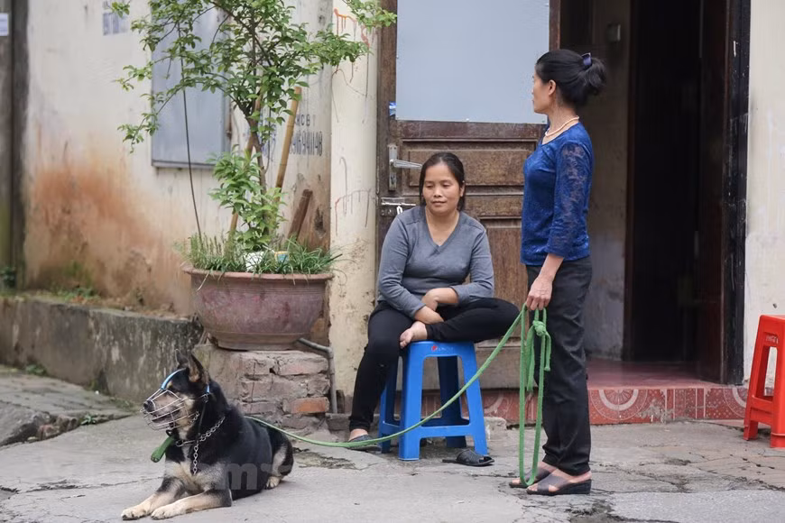 Rất ít những hộ gia đình ý thức khi thực hiện biện pháp rọ mõm cho chó nhà mình. (Ảnh: Minh Sơn/Vietnam+)