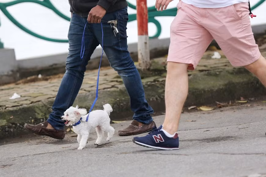 Hai người phụ nữ tỏ ra lo sợ khi đang ngồi hóng mát bỗng xuất hiện một con chó đứng im trước mặt. (Ảnh: Minh Sơn/Vietnam+)