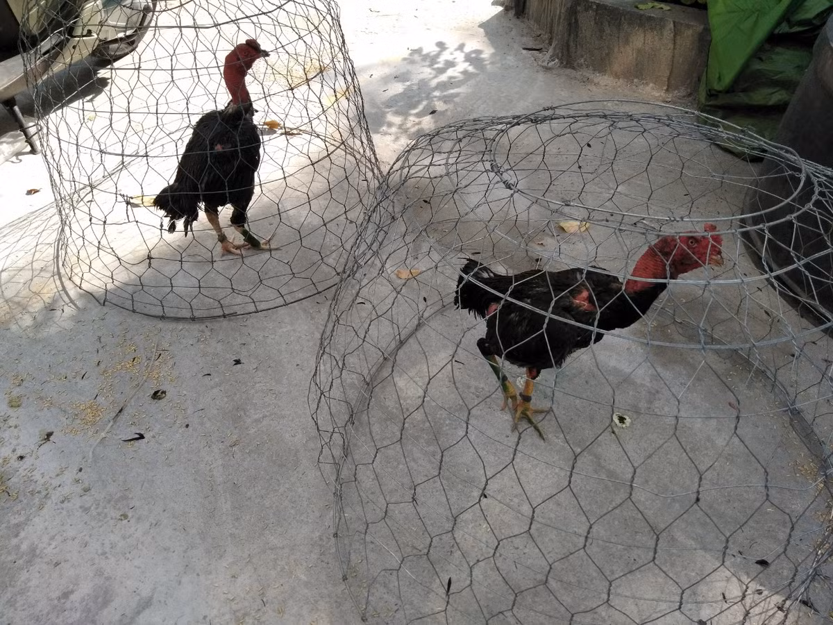 Hàng chục người say sưa đá gà trong quán cà phê ở ĐN - Hình 2 Hang chuc nguoi say sua da ga trong quan ca phe o DN-Hinh-2