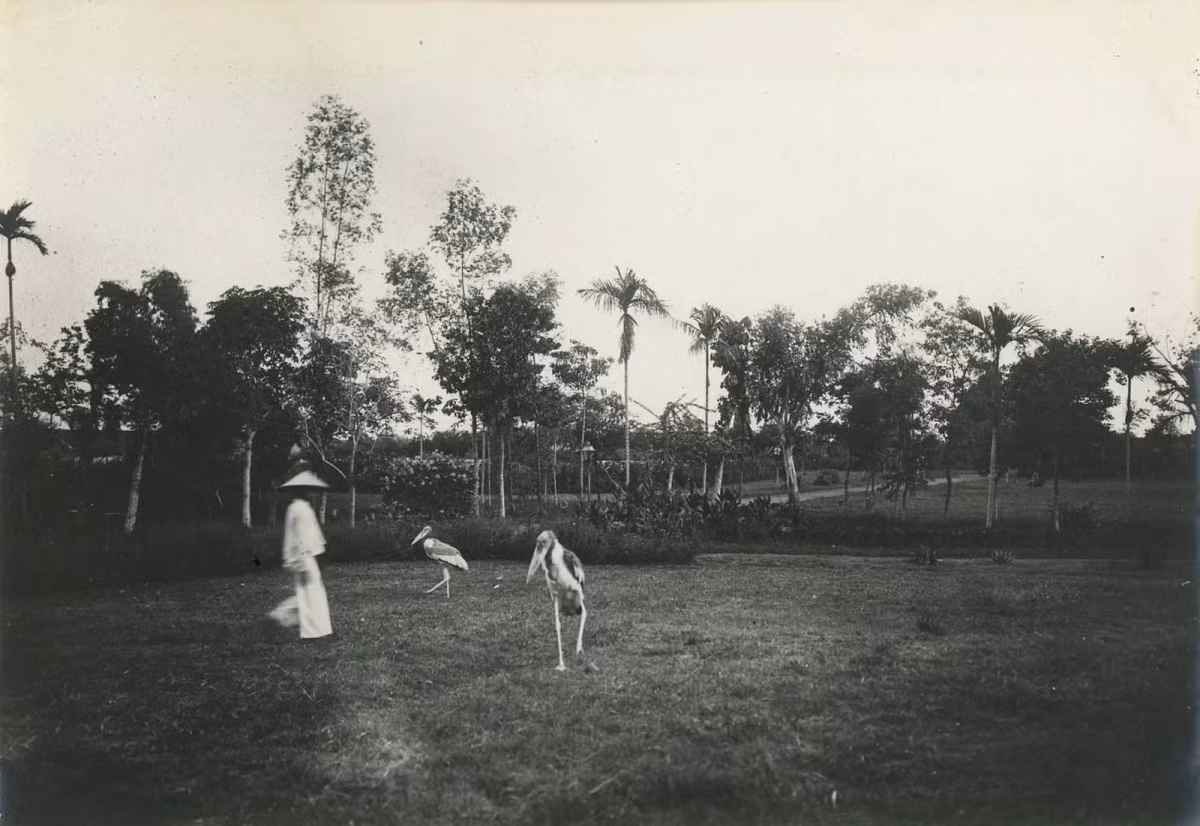 Vườn Bách Thảo ở Bắc Bộ những năm 1900.