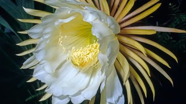 Chỉ những người may mắn mới có cơ hội chiêm ngưỡng khoảnh khắc loài cây Epiphyllum Oxypetalum ra hoa.