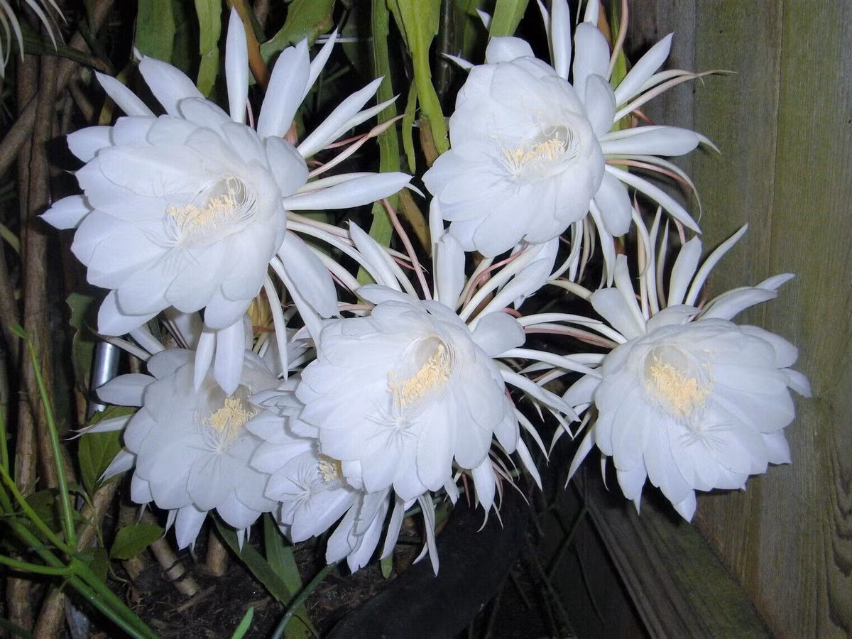 Tuy nhiên, một vài trường hợp dù trồng cây Epiphyllum Oxypetalum nhiều năm nhưng chưa từng nhìn thấy cây nở hoa.
