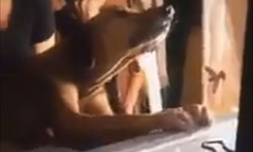 Chó bám chặt quan tài, quyết không chịu rời người chủ đã khuất Cho bam chat quan tai, quyet khong chiu roi nguoi chu da khuat