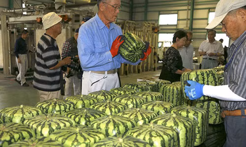 9 người trồng dưa hấu vuông ở Zentsuji, tỉnh Kagawa, Nhật Bản có kế hoạch giao 600 quả dưa hấu vuông cho các nhà bán buôn giữa tháng 7 này.