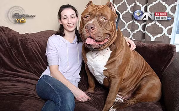Chú chó Hulk với cân nặng khủng 173kg bên chủ của mình